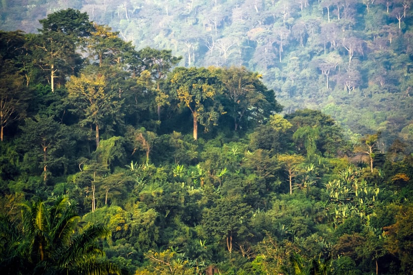 Jungle - Togo, West Africa