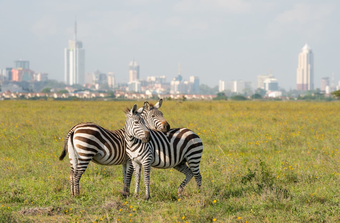 Zebras in Nairobi National Park